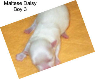 Maltese Daisy Boy 3