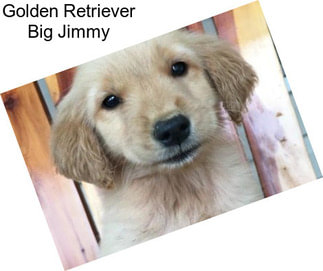 Golden Retriever Big Jimmy