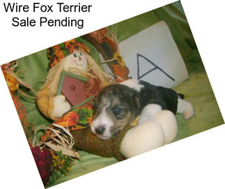 Wire Fox Terrier Sale Pending