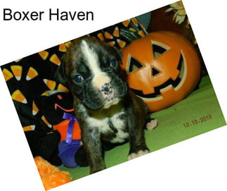 Boxer Haven