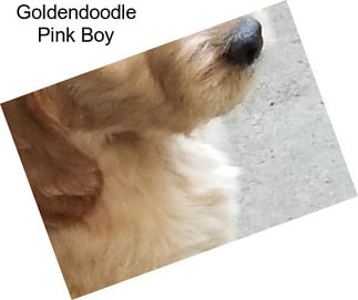 Goldendoodle Pink Boy