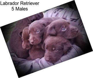 Labrador Retriever 5 Males