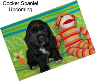 Cocker Spaniel Upcoming