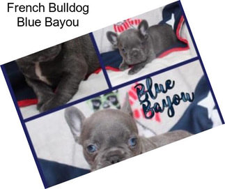 French Bulldog Blue Bayou
