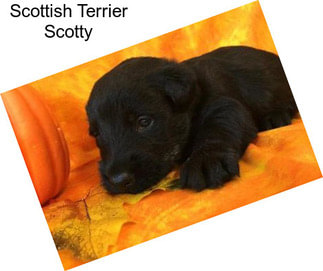 Scottish Terrier Scotty