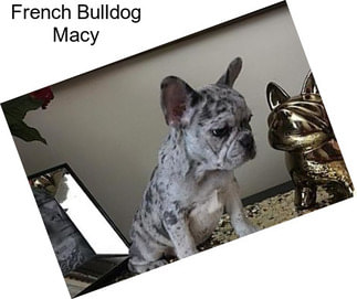 French Bulldog Macy