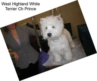 West Highland White Terrier Ch Prince