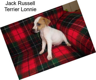 Jack Russell Terrier Lonnie