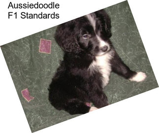 Aussiedoodle F1 Standards