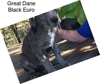 Great Dane Black Euro