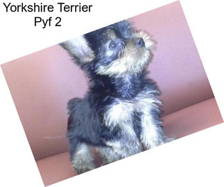 Yorkshire Terrier Pyf 2