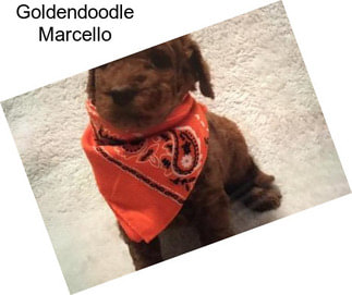 Goldendoodle Marcello