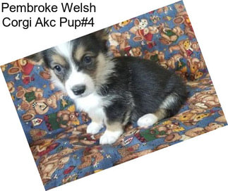 Pembroke Welsh Corgi Akc Pup#4