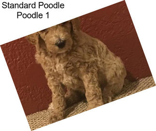 Standard Poodle Poodle 1