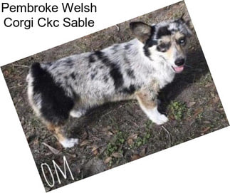 Pembroke Welsh Corgi Ckc Sable