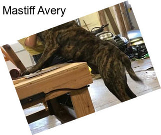 Mastiff Avery