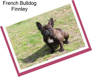 French Bulldog Finnley