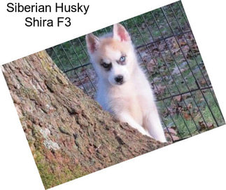 Siberian Husky Shira F3