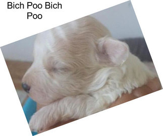 Bich Poo Bich Poo