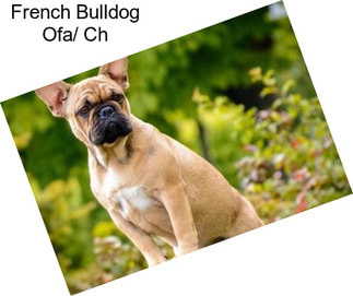 French Bulldog Ofa/ Ch
