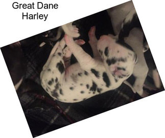 Great Dane Harley