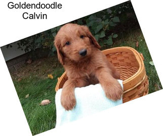Goldendoodle Calvin