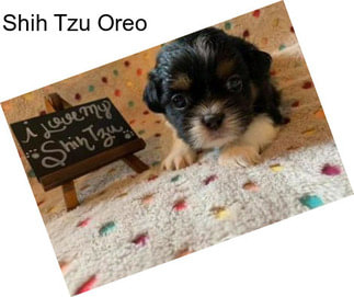 Shih Tzu Oreo