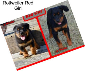 Rottweiler Red Girl