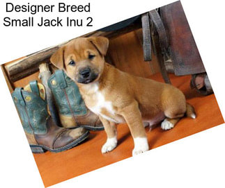 Designer Breed Small Jack Inu 2