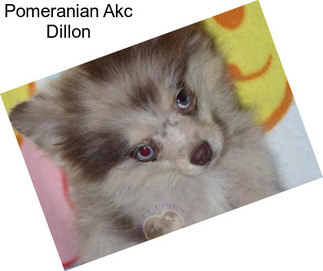 Pomeranian Akc Dillon