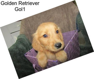 Golden Retriever Gol1