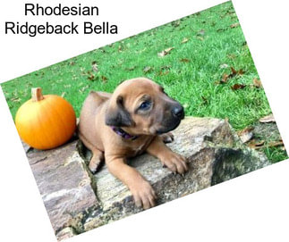 Rhodesian Ridgeback Bella