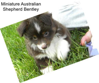 Miniature Australian Shepherd Bentley