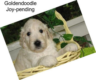 Goldendoodle Joy-pending