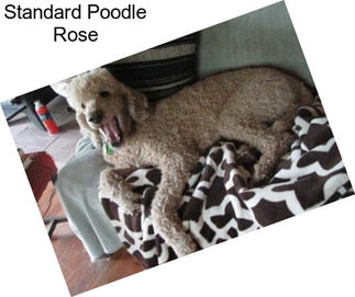 Standard Poodle Rose