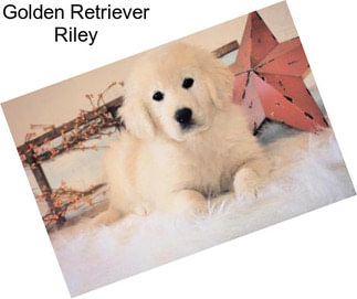 Golden Retriever Riley