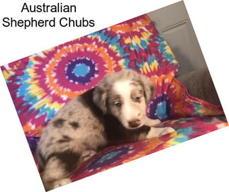 Australian Shepherd Chubs