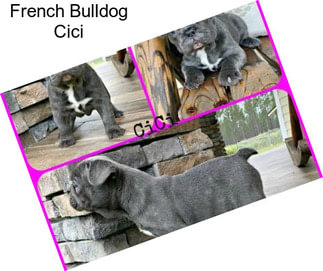 French Bulldog Cici