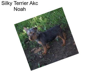 Silky Terrier Akc Noah