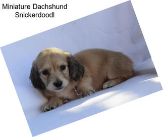 Miniature Dachshund Snickerdoodl