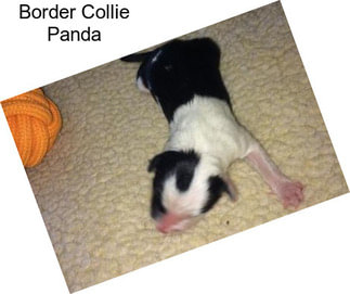 Border Collie Panda
