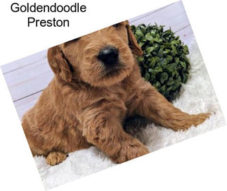 Goldendoodle Preston