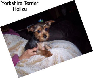 Yorkshire Terrier Hollzu