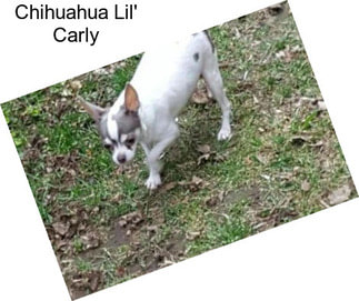 Chihuahua Lil\' Carly
