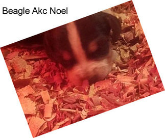 Beagle Akc Noel