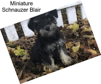 Miniature Schnauzer Blair