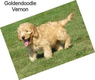 Goldendoodle Vernon