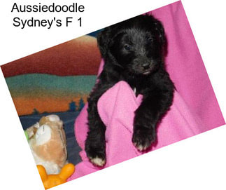 Aussiedoodle Sydney\'s F 1