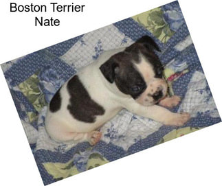 Boston Terrier Nate