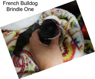 French Bulldog Brindle One